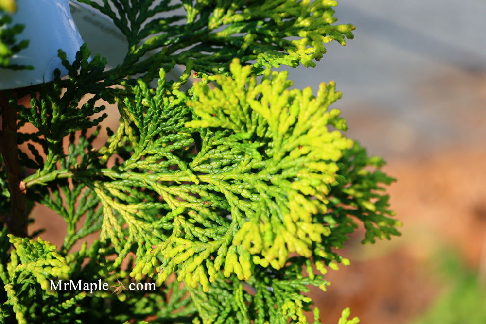 Buy Chamaecyparis obtusa 'Confucius' Dwarf Golden Hinoki Cypress