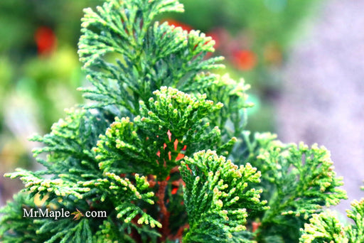 - Chamaecyparis obtusa 'Dainty Doll' Dwarf Hinoki Cypress - Mr Maple │ Buy Japanese Maple Trees