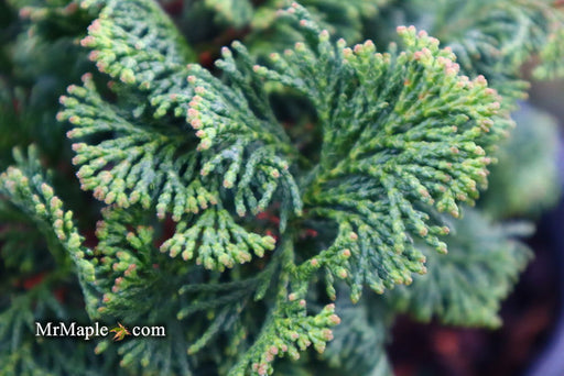 - Chamaecyparis obtusa 'Dainty Doll' Dwarf Hinoki Cypress - Mr Maple │ Buy Japanese Maple Trees