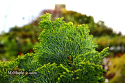 - Chamaecyparis obtusa 'Dainty Doll' Dwarf Hinoki Cypress - Mr Maple │ Buy Japanese Maple Trees