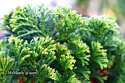 - Chamaecyparis obtusa 'Dainty Doll' Dwarf Hinoki Cypress - Mr Maple │ Buy Japanese Maple Trees