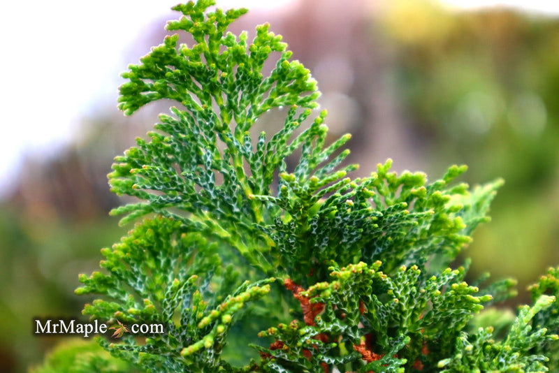 - Chamaecyparis obtusa 'Dainty Doll' Dwarf Hinoki Cypress - Mr Maple │ Buy Japanese Maple Trees