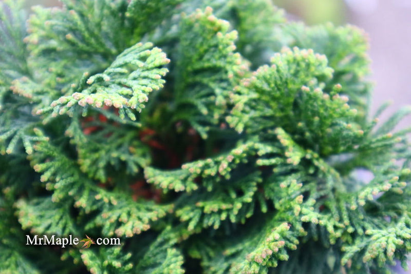 - Chamaecyparis obtusa 'Dainty Doll' Dwarf Hinoki Cypress - Mr Maple │ Buy Japanese Maple Trees
