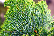 - Chamaecyparis obtusa 'Dainty Doll' Dwarf Hinoki Cypress - Mr Maple │ Buy Japanese Maple Trees