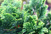 - Chamaecyparis obtusa 'Dainty Doll' Dwarf Hinoki Cypress - Mr Maple │ Buy Japanese Maple Trees