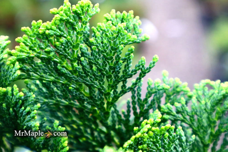 - Chamaecyparis obtusa 'Dainty Doll' Dwarf Hinoki Cypress - Mr Maple │ Buy Japanese Maple Trees