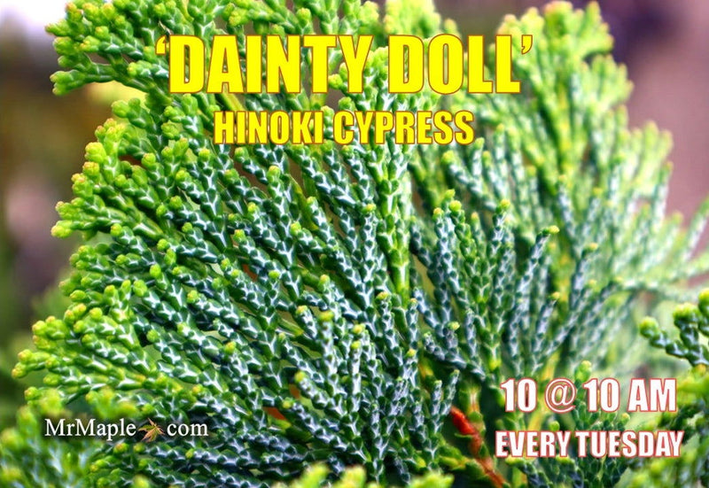 - Chamaecyparis obtusa 'Dainty Doll' Dwarf Hinoki Cypress - Mr Maple │ Buy Japanese Maple Trees
