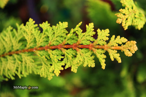 - Chamaecyparis obtusa 'Fernspray Gold' Hinoki Cypress - Mr Maple │ Buy Japanese Maple Trees