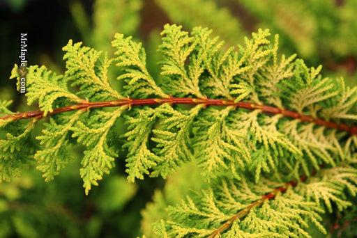 - Chamaecyparis obtusa 'Fernspray Gold' Hinoki Cypress - Mr Maple │ Buy Japanese Maple Trees