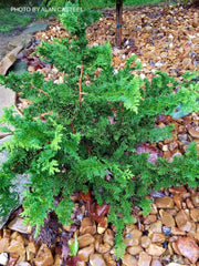 - Chamaecyparis obtusa 'Fernspray Gold' Hinoki Cypress - Mr Maple │ Buy Japanese Maple Trees
