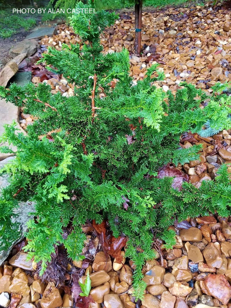 - Chamaecyparis obtusa 'Fernspray Gold' Hinoki Cypress - Mr Maple │ Buy Japanese Maple Trees