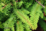 - Chamaecyparis obtusa 'Fernspray Gold' Hinoki Cypress - Mr Maple │ Buy Japanese Maple Trees