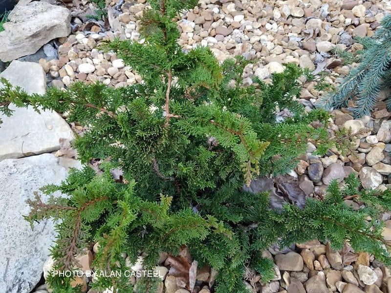 - Chamaecyparis obtusa 'Fernspray Gold' Hinoki Cypress - Mr Maple │ Buy Japanese Maple Trees