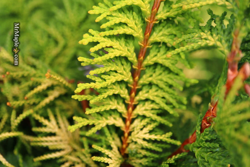 - Chamaecyparis obtusa 'Fernspray Gold' Hinoki Cypress - Mr Maple │ Buy Japanese Maple Trees
