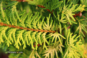 - Chamaecyparis obtusa 'Fernspray Gold' Hinoki Cypress - Mr Maple │ Buy Japanese Maple Trees