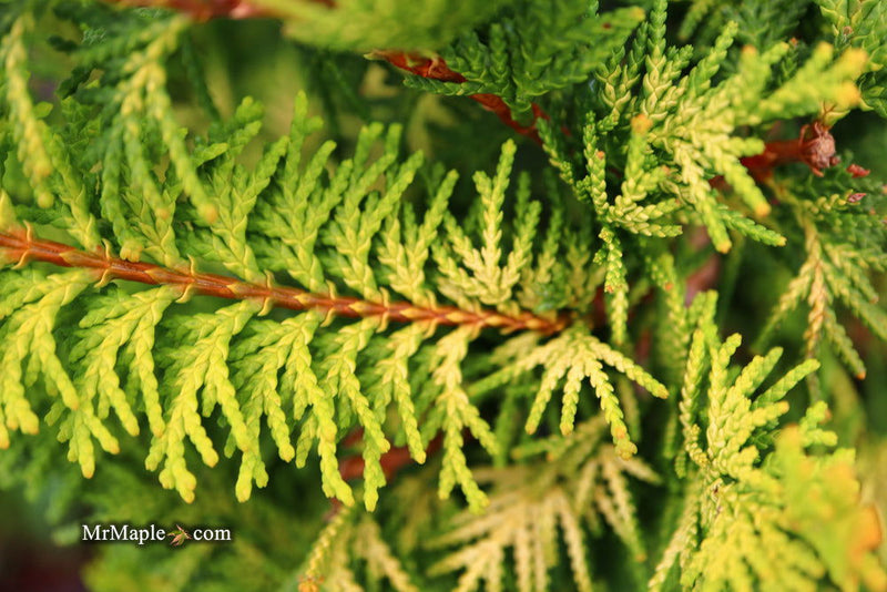 - Chamaecyparis obtusa 'Fernspray Gold' Hinoki Cypress - Mr Maple │ Buy Japanese Maple Trees