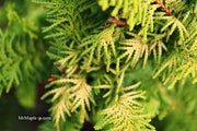 - Chamaecyparis obtusa 'Fernspray Gold' Hinoki Cypress - Mr Maple │ Buy Japanese Maple Trees