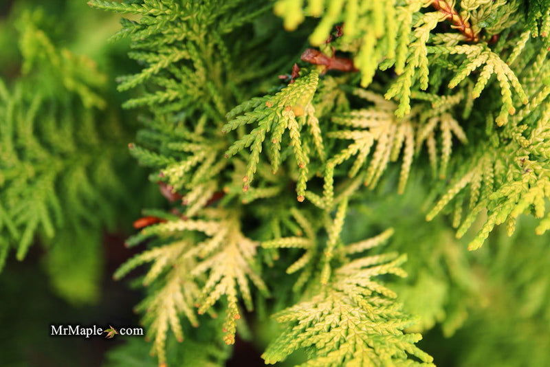 - Chamaecyparis obtusa 'Fernspray Gold' Hinoki Cypress - Mr Maple │ Buy Japanese Maple Trees