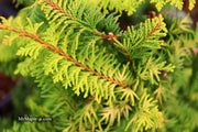 - Chamaecyparis obtusa 'Fernspray Gold' Hinoki Cypress - Mr Maple │ Buy Japanese Maple Trees