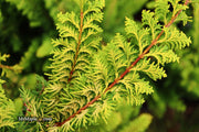 - Chamaecyparis obtusa 'Fernspray Gold' Hinoki Cypress - Mr Maple │ Buy Japanese Maple Trees