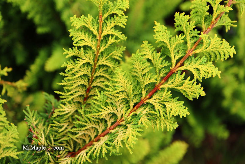 - Chamaecyparis obtusa 'Fernspray Gold' Hinoki Cypress - Mr Maple │ Buy Japanese Maple Trees