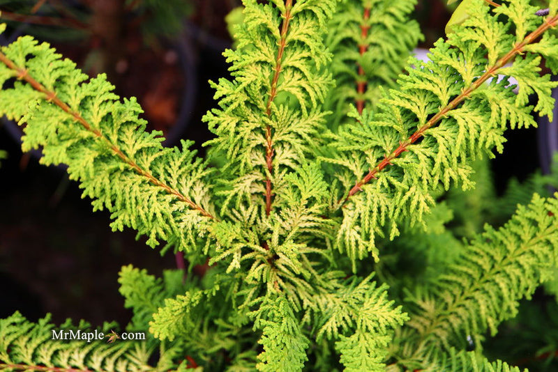 - Chamaecyparis obtusa 'Fernspray Gold' Hinoki Cypress - Mr Maple │ Buy Japanese Maple Trees