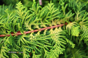- Chamaecyparis obtusa 'Fernspray Gold' Hinoki Cypress - Mr Maple │ Buy Japanese Maple Trees
