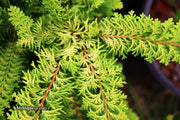 - Chamaecyparis obtusa 'Fernspray Gold' Hinoki Cypress - Mr Maple │ Buy Japanese Maple Trees