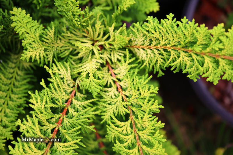 - Chamaecyparis obtusa 'Fernspray Gold' Hinoki Cypress - Mr Maple │ Buy Japanese Maple Trees