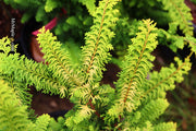 - Chamaecyparis obtusa 'Fernspray Gold' Hinoki Cypress - Mr Maple │ Buy Japanese Maple Trees