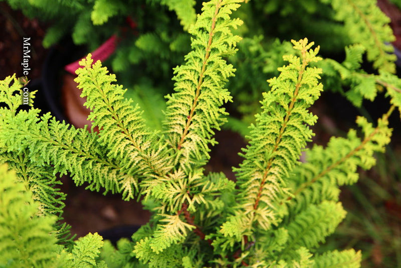 - Chamaecyparis obtusa 'Fernspray Gold' Hinoki Cypress - Mr Maple │ Buy Japanese Maple Trees