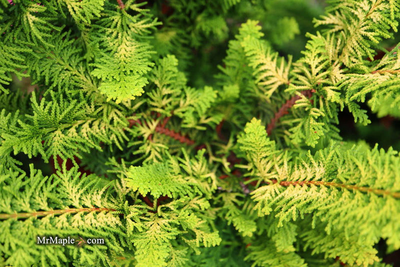 - Chamaecyparis obtusa 'Fernspray Gold' Hinoki Cypress - Mr Maple │ Buy Japanese Maple Trees