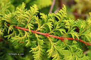 - Chamaecyparis obtusa 'Fernspray Gold' Hinoki Cypress - Mr Maple │ Buy Japanese Maple Trees