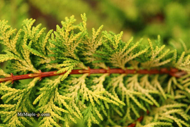 - Chamaecyparis obtusa 'Fernspray Gold' Hinoki Cypress - Mr Maple │ Buy Japanese Maple Trees