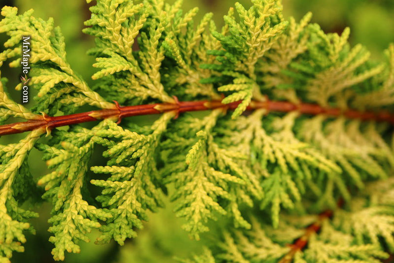 - Chamaecyparis obtusa 'Fernspray Gold' Hinoki Cypress - Mr Maple │ Buy Japanese Maple Trees