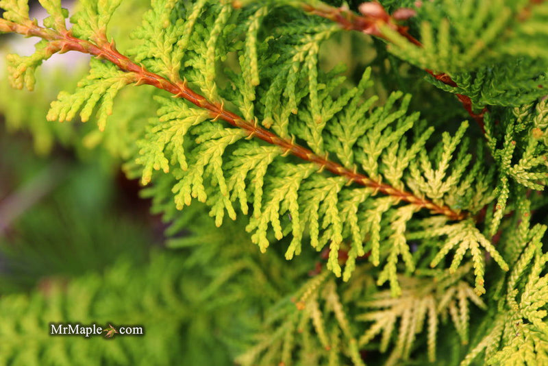 - Chamaecyparis obtusa 'Fernspray Gold' Hinoki Cypress - Mr Maple │ Buy Japanese Maple Trees