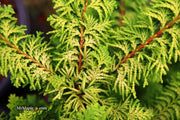 - Chamaecyparis obtusa 'Fernspray Gold' Hinoki Cypress - Mr Maple │ Buy Japanese Maple Trees