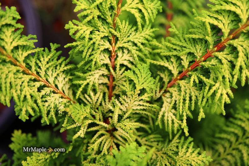 - Chamaecyparis obtusa 'Fernspray Gold' Hinoki Cypress - Mr Maple │ Buy Japanese Maple Trees