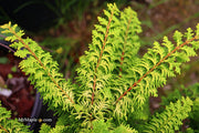 - Chamaecyparis obtusa 'Fernspray Gold' Hinoki Cypress - Mr Maple │ Buy Japanese Maple Trees