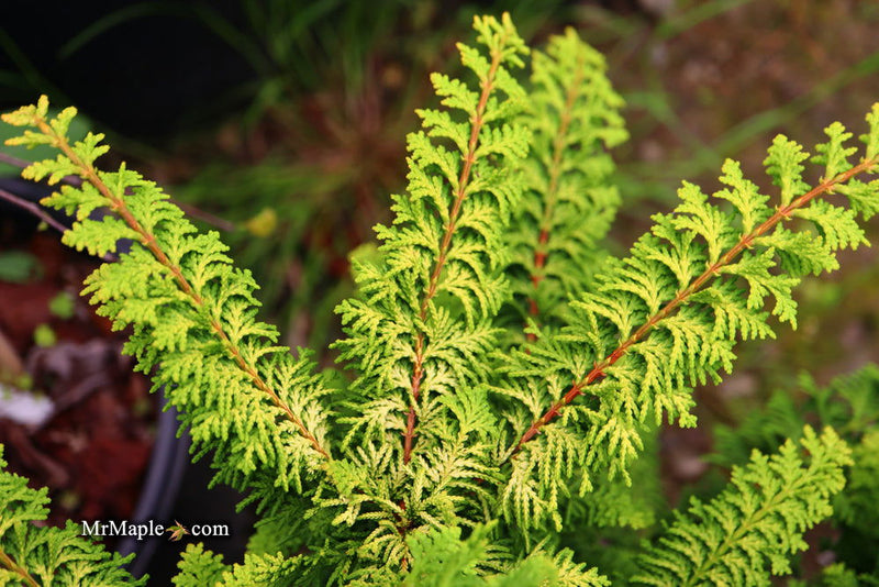 - Chamaecyparis obtusa 'Fernspray Gold' Hinoki Cypress - Mr Maple │ Buy Japanese Maple Trees