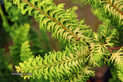 - Chamaecyparis obtusa 'Fernspray Gold' Hinoki Cypress - Mr Maple │ Buy Japanese Maple Trees