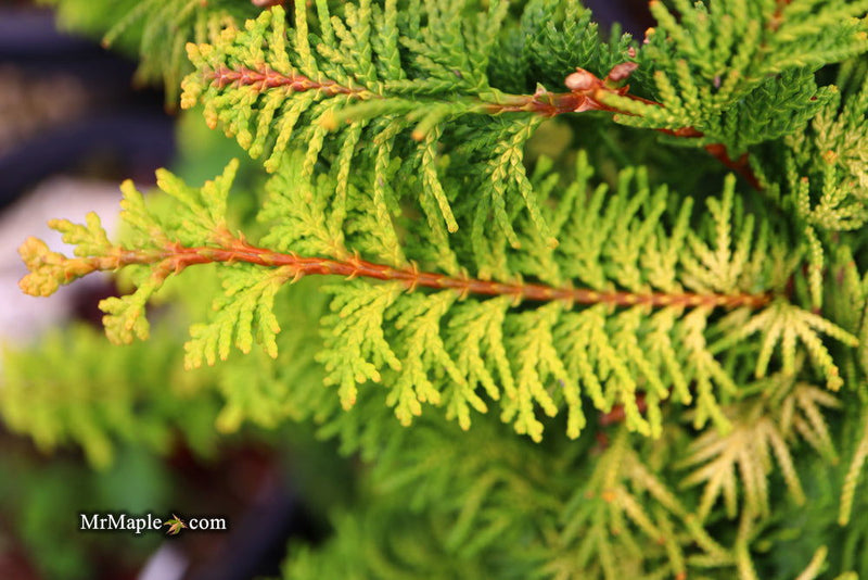 - Chamaecyparis obtusa 'Fernspray Gold' Hinoki Cypress - Mr Maple │ Buy Japanese Maple Trees