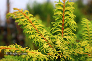 - Chamaecyparis obtusa 'Fernspray Gold' Hinoki Cypress - Mr Maple │ Buy Japanese Maple Trees