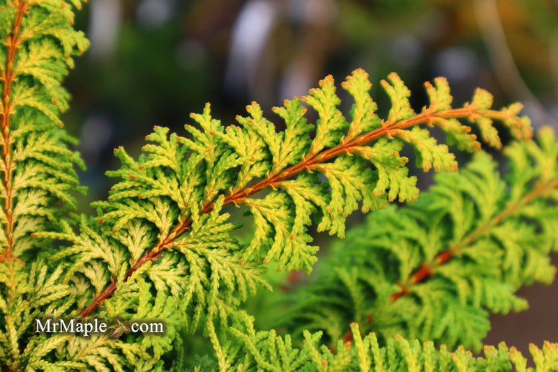 - Chamaecyparis obtusa 'Fernspray Gold' Hinoki Cypress - Mr Maple │ Buy Japanese Maple Trees