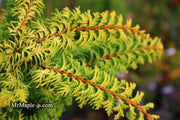 - Chamaecyparis obtusa 'Fernspray Gold' Hinoki Cypress - Mr Maple │ Buy Japanese Maple Trees