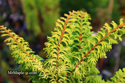 - Chamaecyparis obtusa 'Fernspray Gold' Hinoki Cypress - Mr Maple │ Buy Japanese Maple Trees
