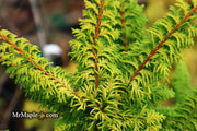 - Chamaecyparis obtusa 'Fernspray Gold' Hinoki Cypress - Mr Maple │ Buy Japanese Maple Trees