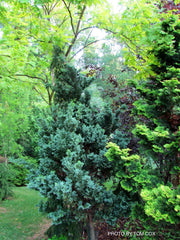 - Chamaecyparis obtusa 'Gimborn's Beauty' Dwarf Hinoki Cypress - Mr Maple │ Buy Japanese Maple Trees