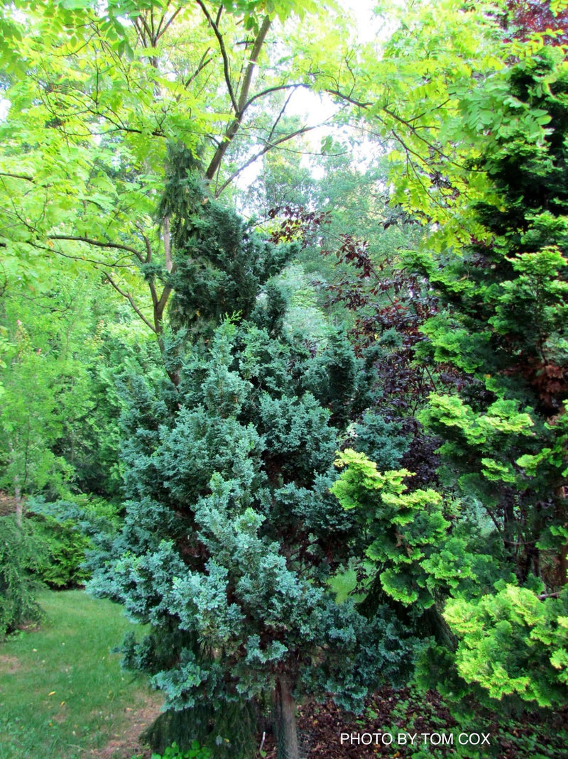 - Chamaecyparis obtusa 'Gimborn's Beauty' Dwarf Hinoki Cypress - Mr Maple │ Buy Japanese Maple Trees