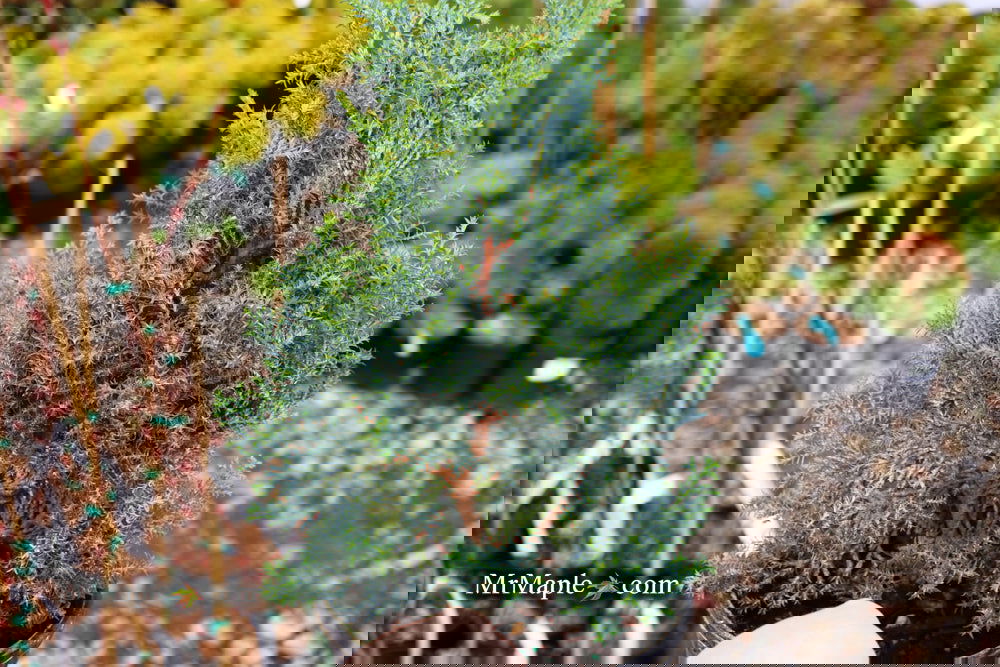 Buy Chamaecyparis obtusa 'Gimborn's Beauty' Dwarf Hinoki Cypress